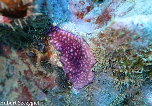 Disporella violacea observed 2026-01-02