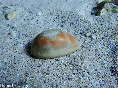 Cypraea leviathan, 2026-01-02