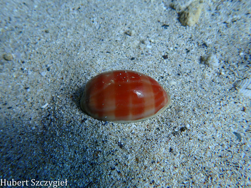 Cypraea leviathan, 2026-01-02