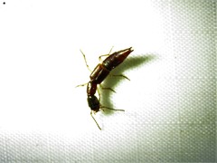 Biocrypta prospiciens