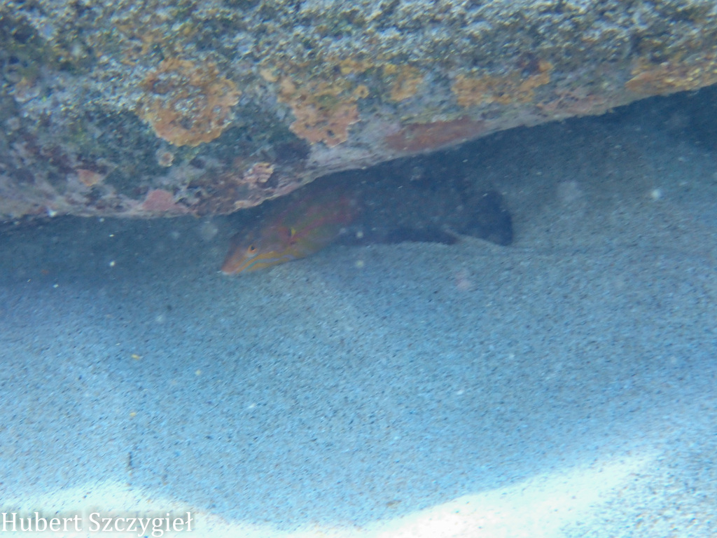 Elegant coris (Coris venusta) — Labridae