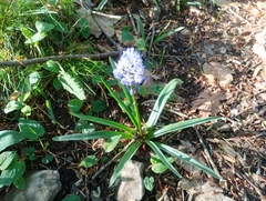 Hyacinthoides italica
