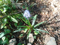 Hyacinthoides italica, photograph (c) Filippo Ceragioli, some rights reserved (CC BY-SA)