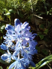 Hyacinthoides italica, photograph (c) Filippo Ceragioli, some rights reserved (CC BY-SA)
