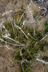 Aciphylla hectori