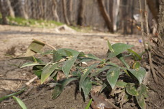 Ruscus hypoglossum