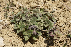 Clinopodium caucasicum
