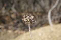 Clinopodium caucasicum