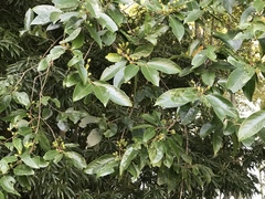 Prunus zippeliana