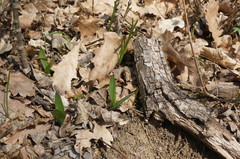 Colchicum umbrosum