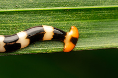 Diversibipalium engeli