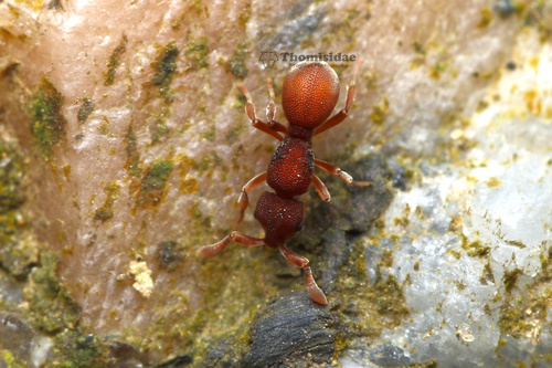 Discothyrea bannaDiscothyrea banna