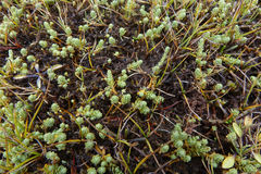 Kelleria paludosa