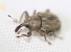 Neochetina eichhorniae