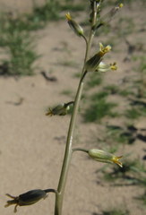 Streptanthus longirostris