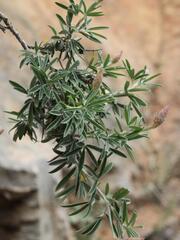 Ebenus cretica, photograph (c) Daniel Cahen, some rights reserved (CC BY)