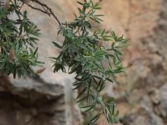 Ebenus cretica, photograph (c) Daniel Cahen, some rights reserved (CC BY)