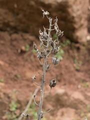 Staphisagria macrosperma