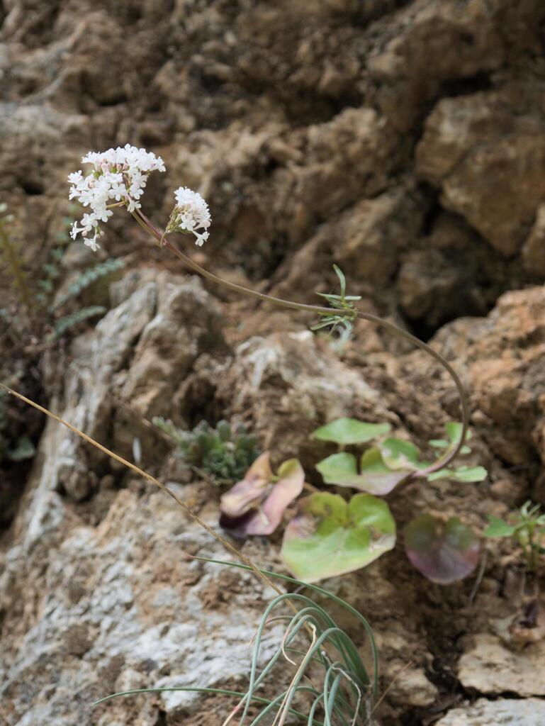 Cretan Valerian