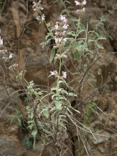 Salvia fruticosa, photograph 3