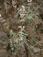 Salvia fruticosa, photograph (c) Daniel Cahen, some rights reserved (CC BY)