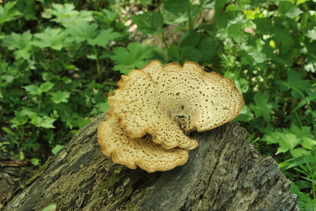 Cerioporus squamosus