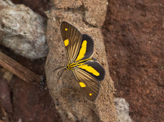 Phaeochlaena lampra