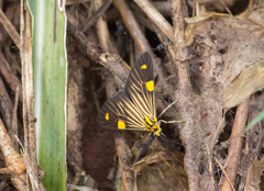 Phaeochlaena lampra