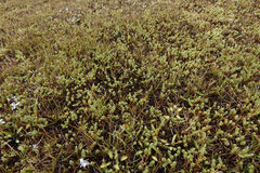 Kelleria paludosa