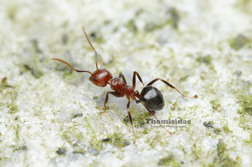 Dolichoderus taprobanae (Smith, 1858)