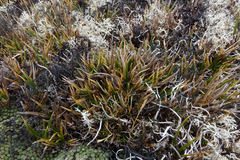Carex pterocarpa