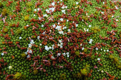 Kelleria childii
