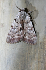 Catocala sordida