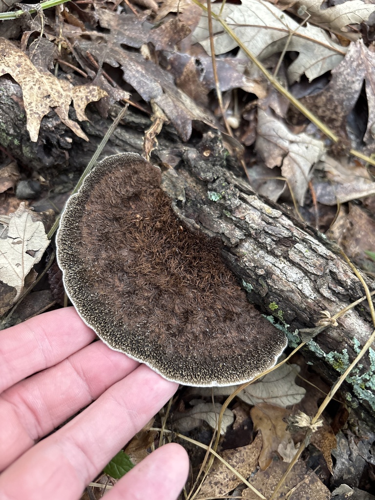Hexagonia hydnoides · April 2026 · photo: © sambiology (iNaturalist, cc-by)