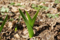 Colchicum umbrosum
