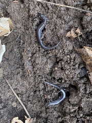 Plethodontinae
