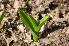 Colchicum umbrosum