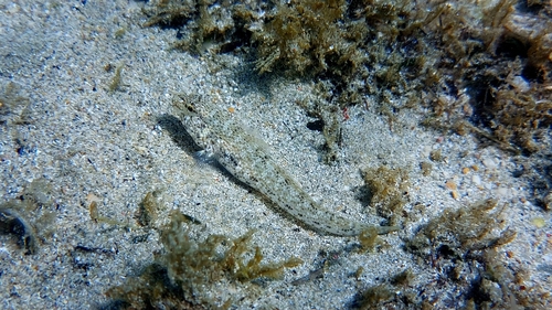 Gobius incognitus