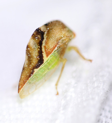 Smiliini