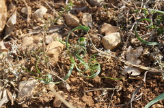 Sternbergia colchiciflora