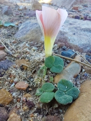 (c) Danie Palm, some rights reserved (CC BY) Oxalis pulchella, photograph (c) Danie Palm, some rights reserved (CC BY)