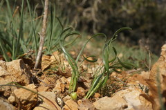 Sternbergia colchiciflora