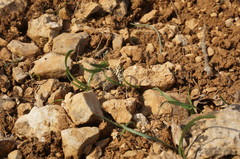 Sternbergia colchiciflora