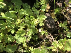 Alchemilla occidentalis