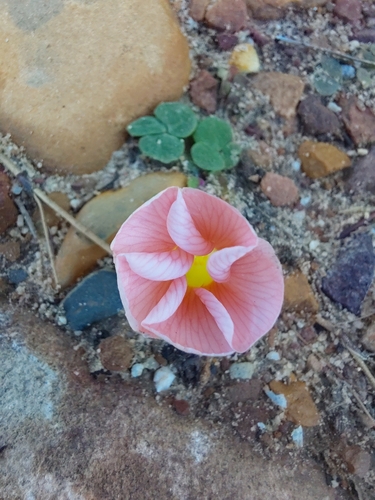 Oxalis pulchella, photograph 6
