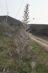 Echium italicum biebersteinii