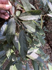 Ficus sarmentosa