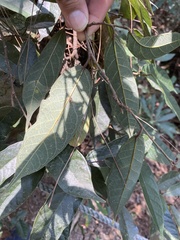 Ficus sarmentosa