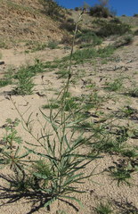 Streptanthus longirostris