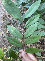 Castanopsis kawakamii